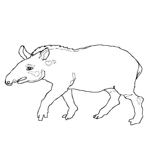 Brazilian Tapir Coloring Page